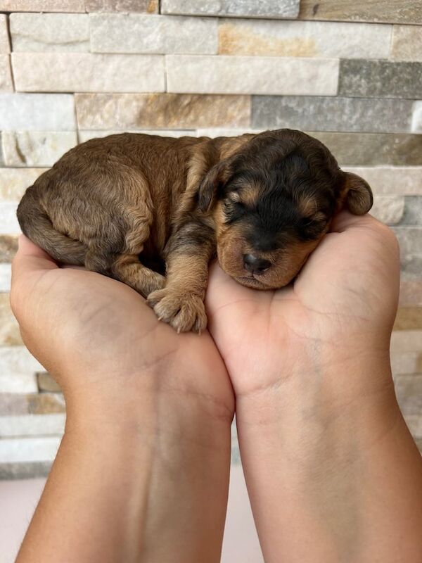 Cockapoo puppies for sale in Fareham, Hampshire – 2 weeks old - Image 2 of 3