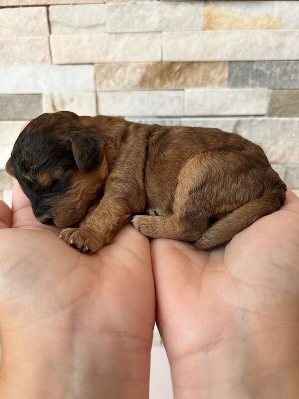 Cockapoo puppies for sale in Fareham, Hampshire – 2 weeks old - Image 3 of 3