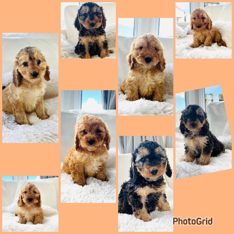 Cockapoo Puppies For Sale
