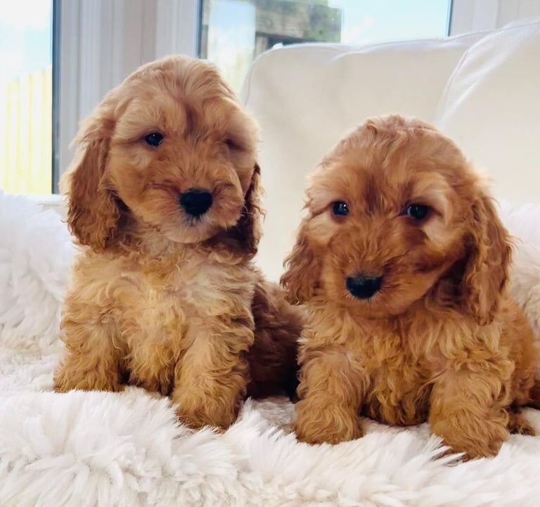 Cockapoo puppies for sale in Leyland, Lancashire – 9 weeks old - Image 2 of 3