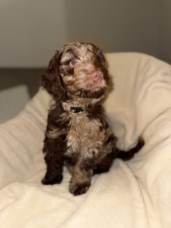 Cockapoo puppies for sale in Shiremoor, Tyne and Wear – 9 weeks old
