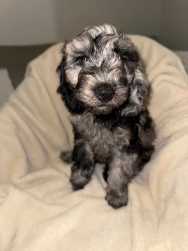 Cockapoo puppies for sale in Shiremoor, Tyne and Wear – 3 months old - Image 2 of 3