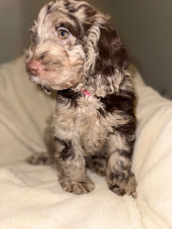Cockapoo puppies for sale in Shiremoor, Tyne and Wear – 3 months old - Image 3 of 3