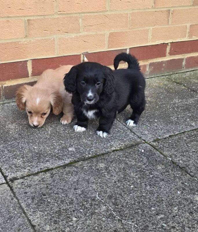 Cockapoo puppies for sale in Hornchurch, Greater London – 10 weeks old