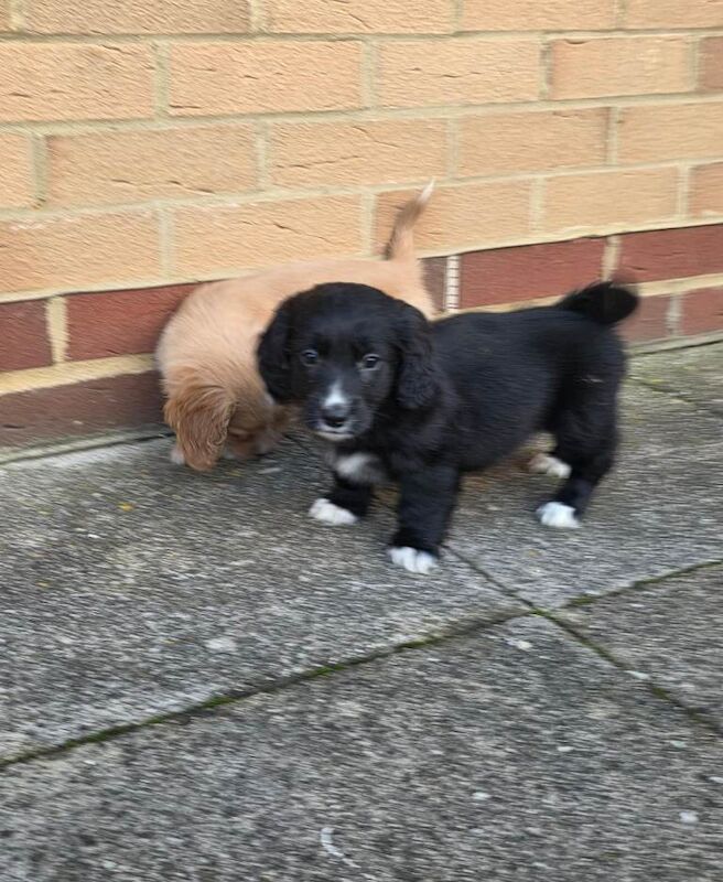 Cockapoo puppies for sale in Hornchurch, London – 10 weeks old - Image 4 of 4