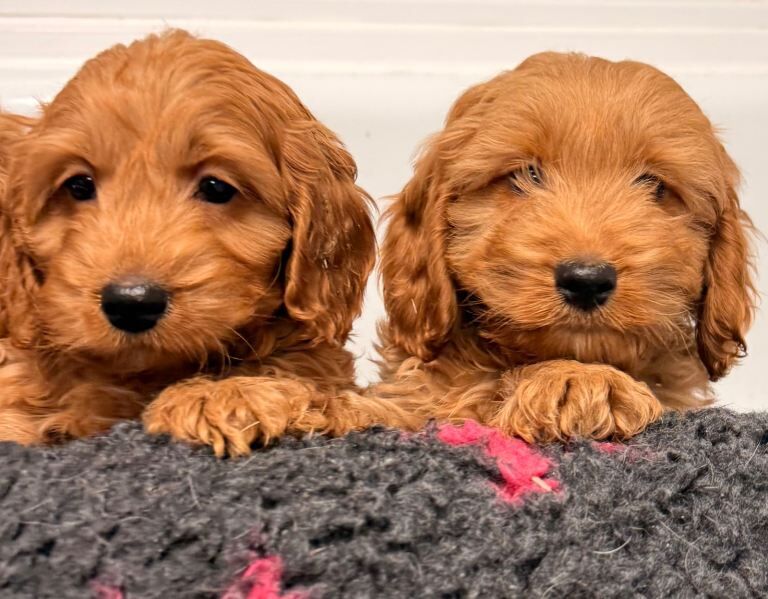 Cockapoo puppies for sale in Hamilton, Lanarkshire – 9 weeks old