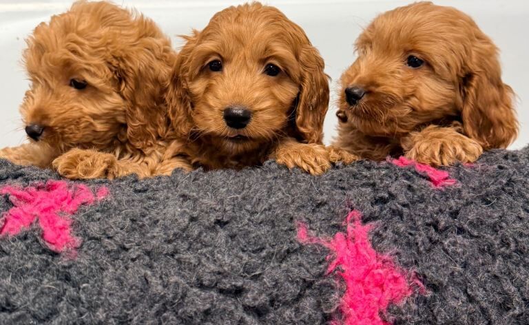 F1 Cockapoo Puppies - Image 2 of 4