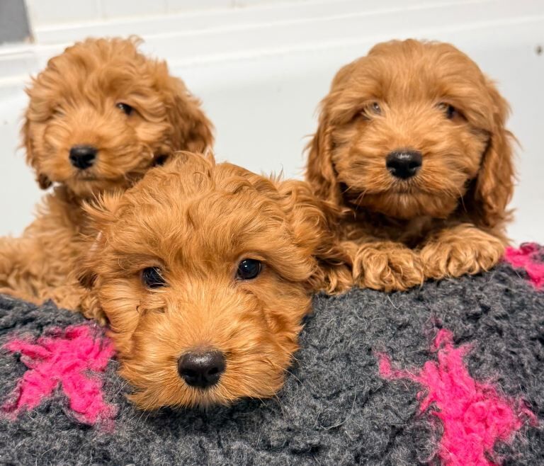 F1 Cockapoo Puppies - Image 3 of 4