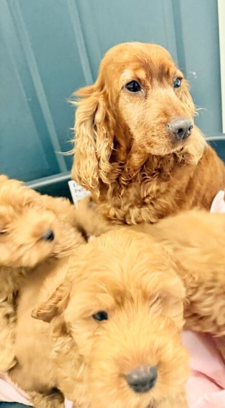 F1 Cockapoo Puppies - Image 4 of 4