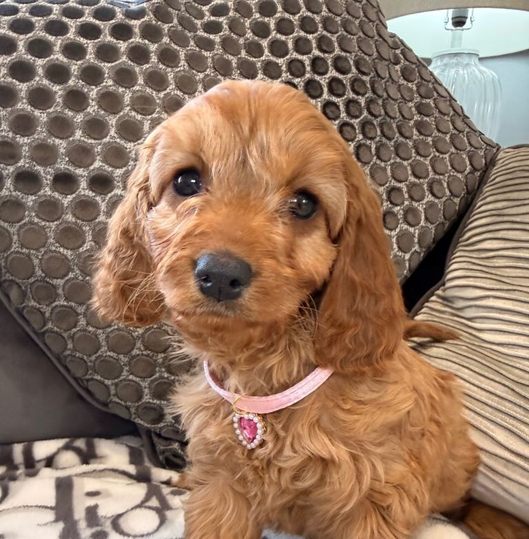 Cockapoo puppies for sale in Hamilton, South Lanarkshire – 8 weeks old - Image 2 of 4