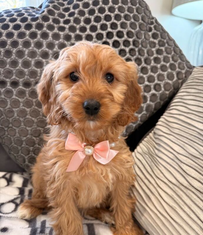 Cockapoo puppies for sale in Hamilton, South Lanarkshire – 8 weeks old - Image 3 of 4