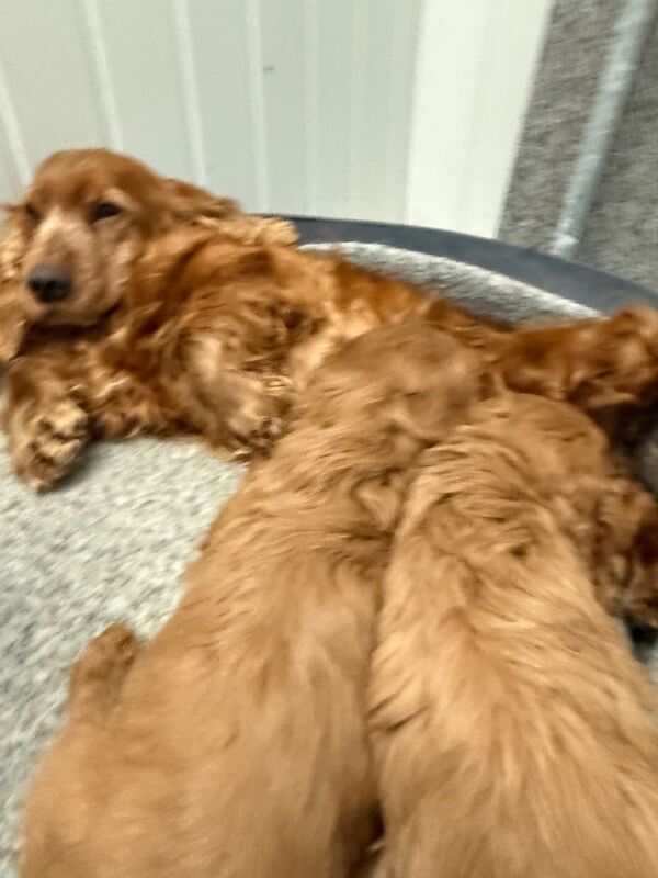 Cockapoo puppies for sale in Hamilton, South Lanarkshire – 8 weeks old - Image 4 of 4