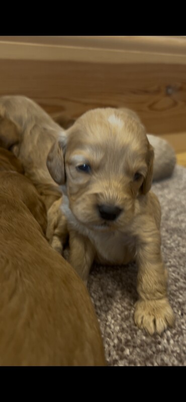 F1 Cockapoo puppies