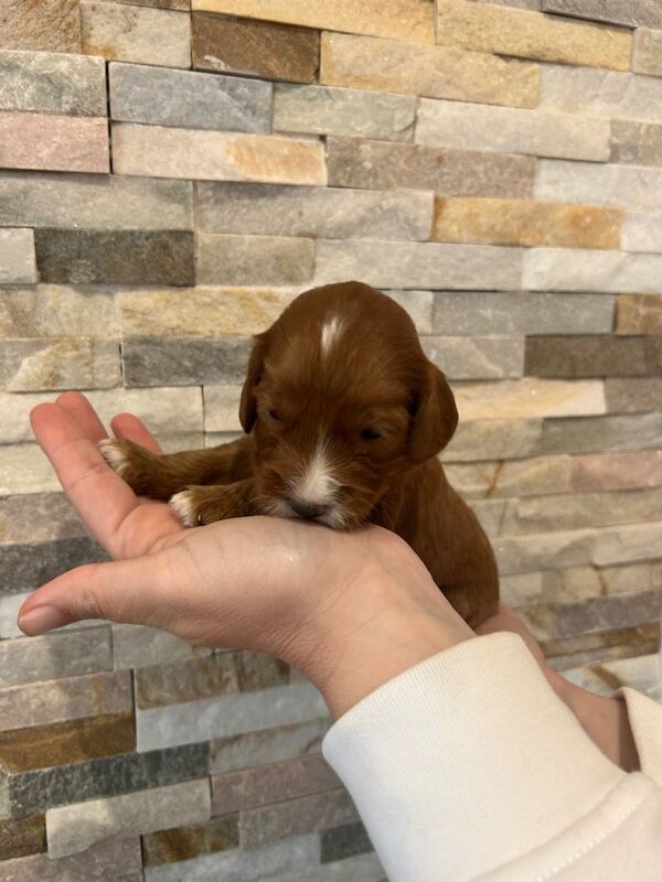 F1 Cockapoo puppies - Image 2 of 4