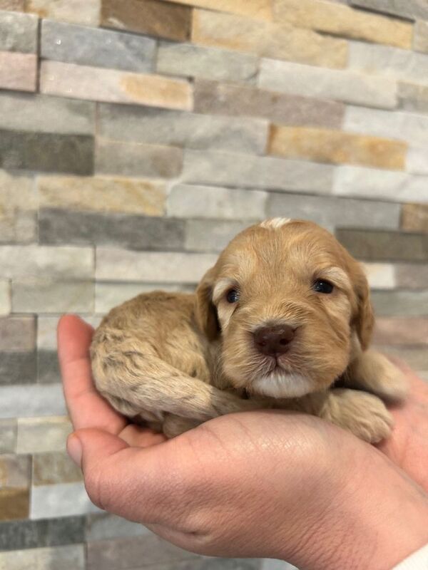 F1 Cockapoo puppies - Image 3 of 4