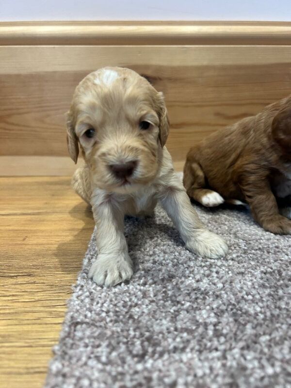 F1 Cockapoo puppies - Image 4 of 4