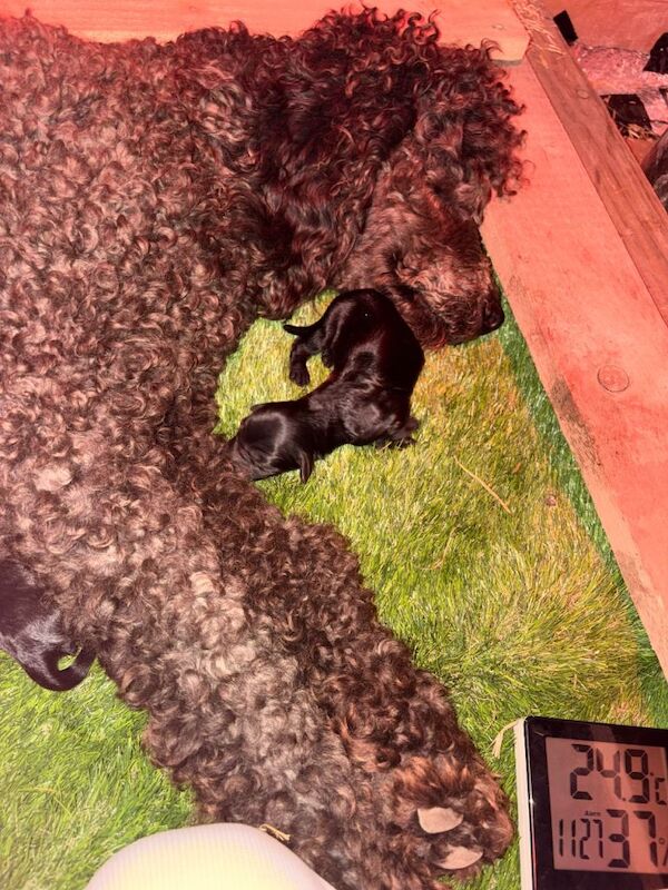 F1 Cockapoo puppies - Image 2 of 3