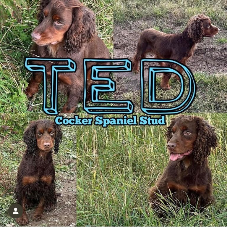 F1 Cockapoo puppies - Image 3 of 3