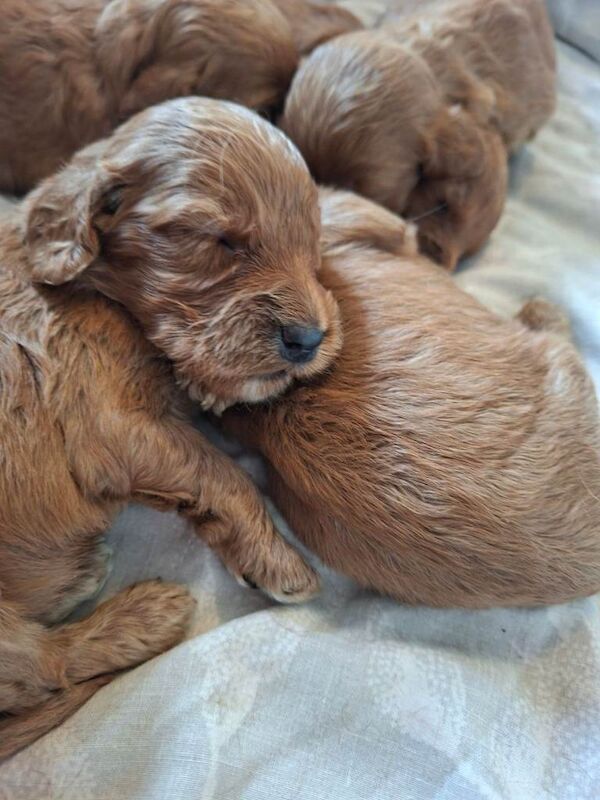 F1 Cockapoo puppies