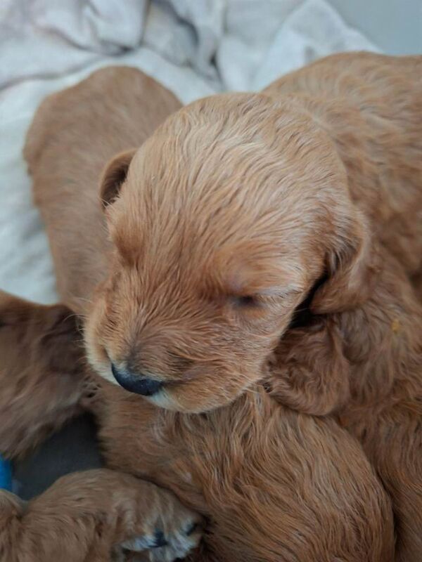 F1 Cockapoo puppies - Image 2 of 4
