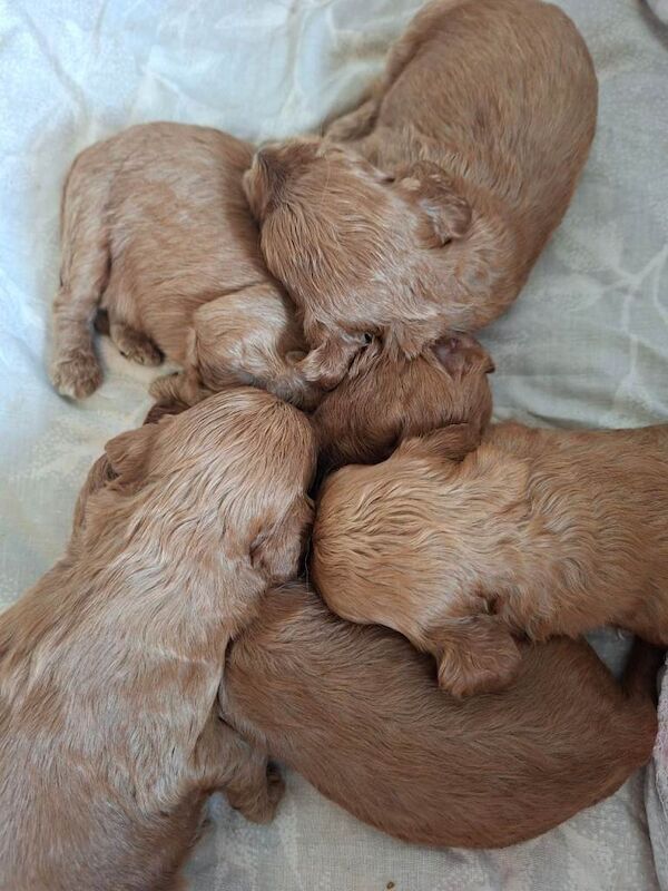 F1 Cockapoo puppies - Image 3 of 4