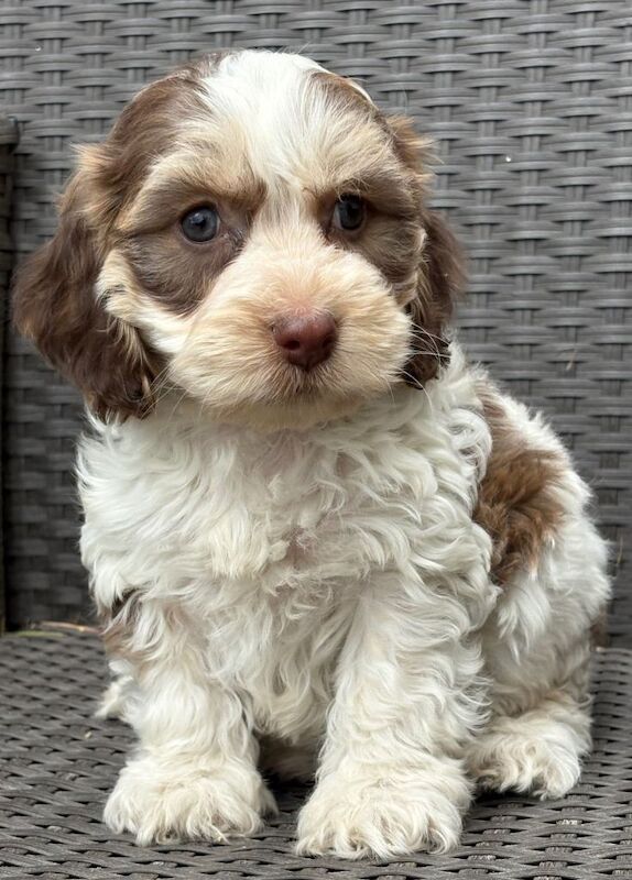 F1 cockapoo puppies