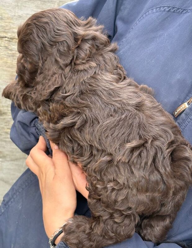 F1 cockapoo puppies - Image 2 of 3