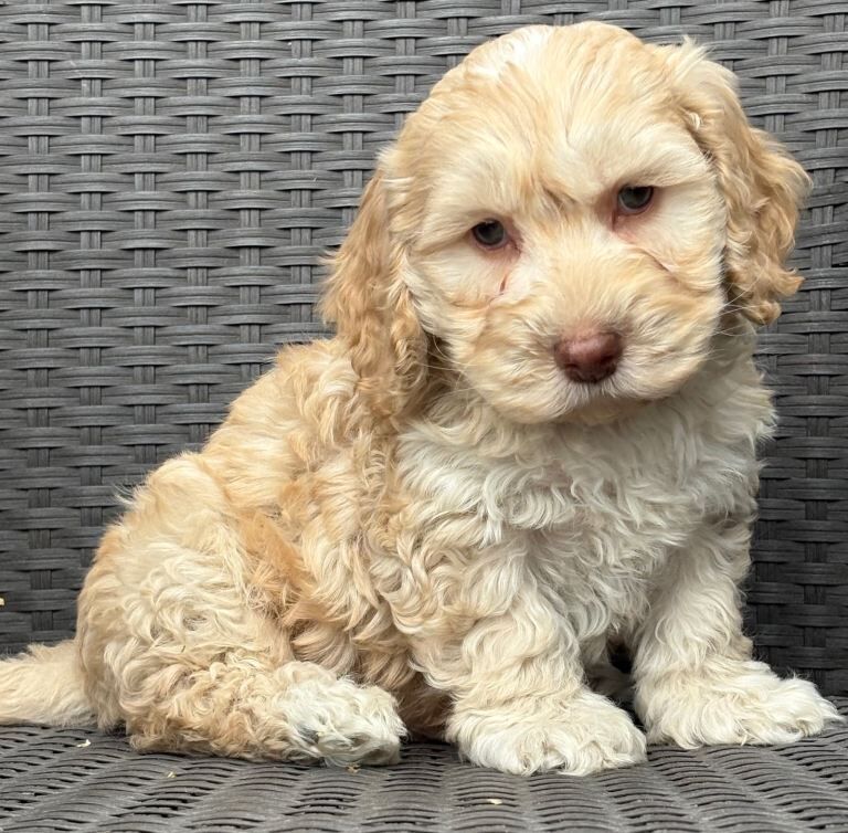F1 cockapoo puppies - Image 3 of 3