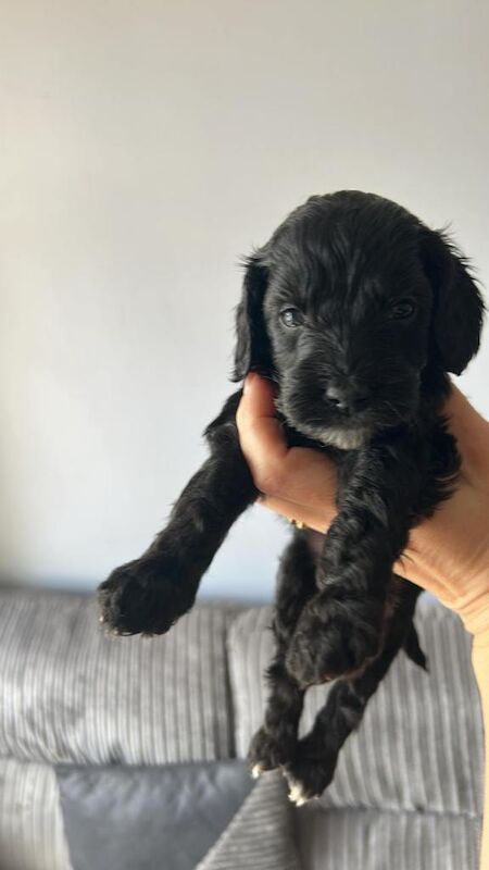F1 Cockapoo puppies - Image 2 of 3