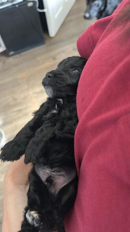 F1 Cockapoo puppies - Image 3 of 3