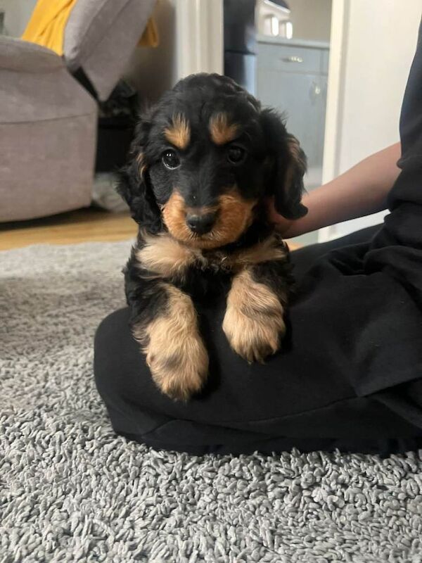 F1 cockapoo puppies