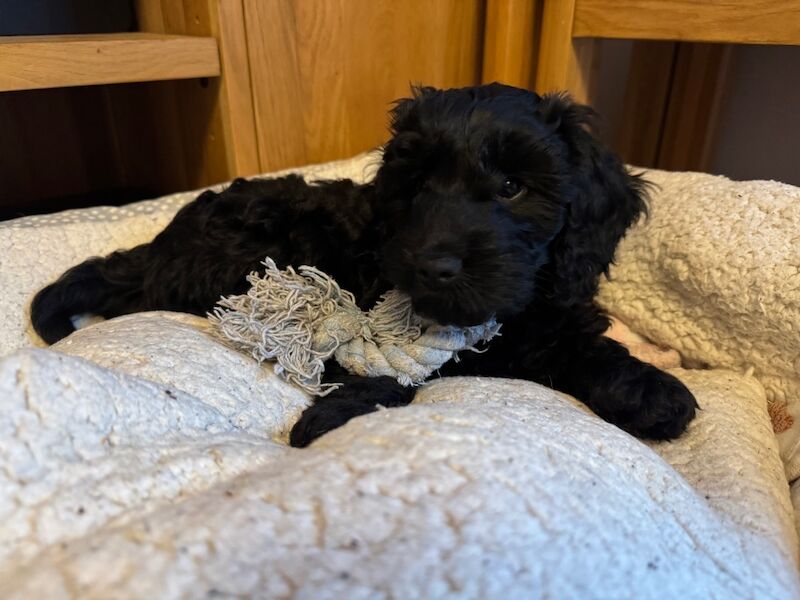 F1 Cockapoo puppies for sale in Ipswich, Suffolk - Image 2