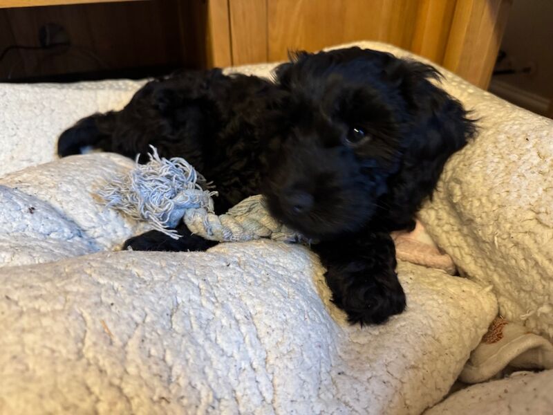 F1 Cockapoo puppies for sale in Ipswich, Suffolk | Image 3