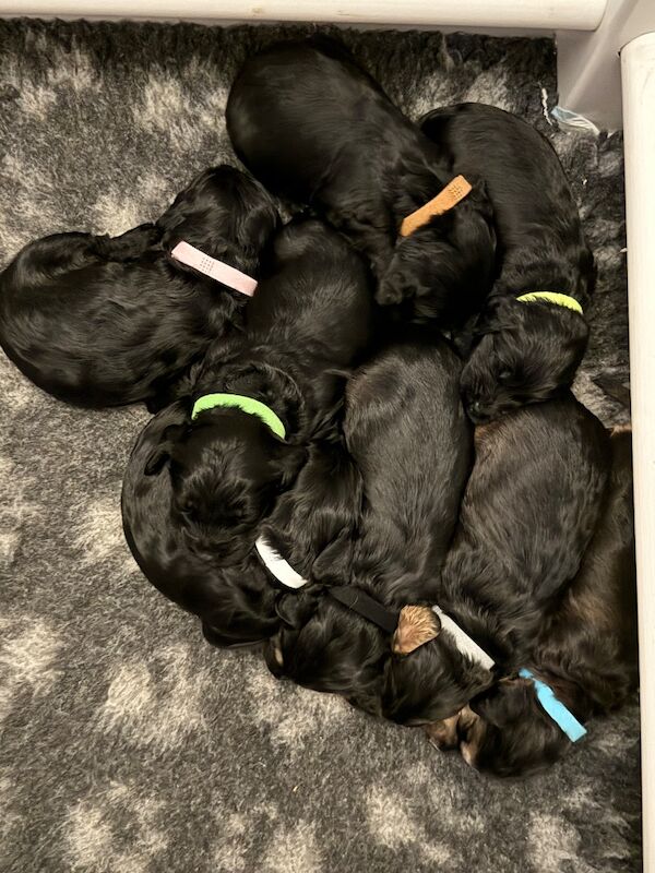 F1 cockapoo puppies - Image 2 of 5