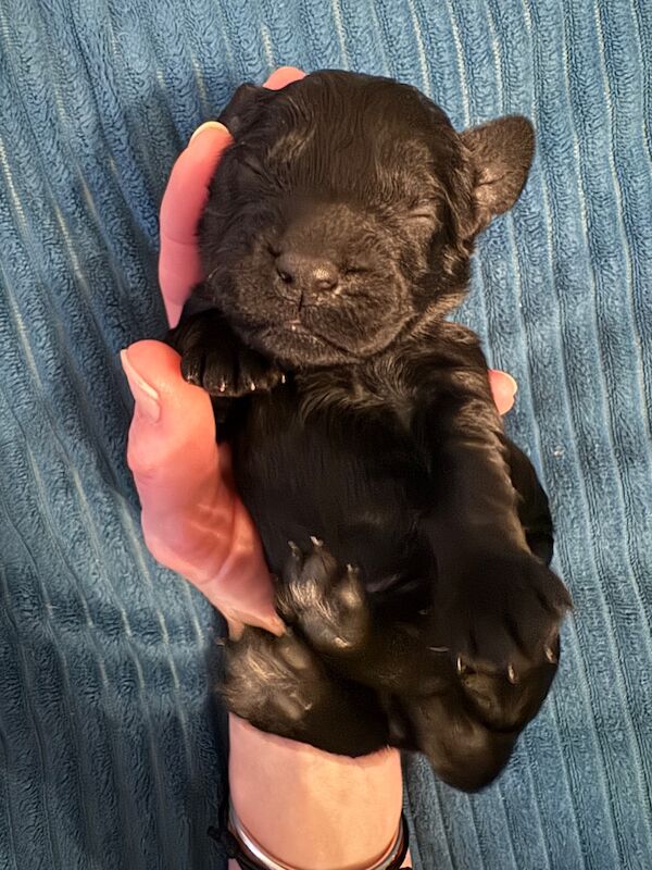 F1 cockapoo puppies - Image 3 of 5