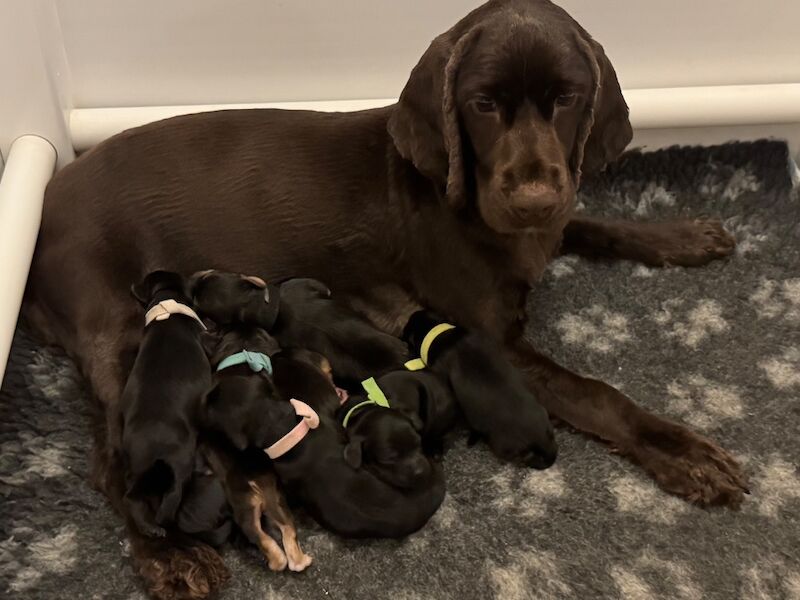 F1 cockapoo puppies - Image 4 of 5