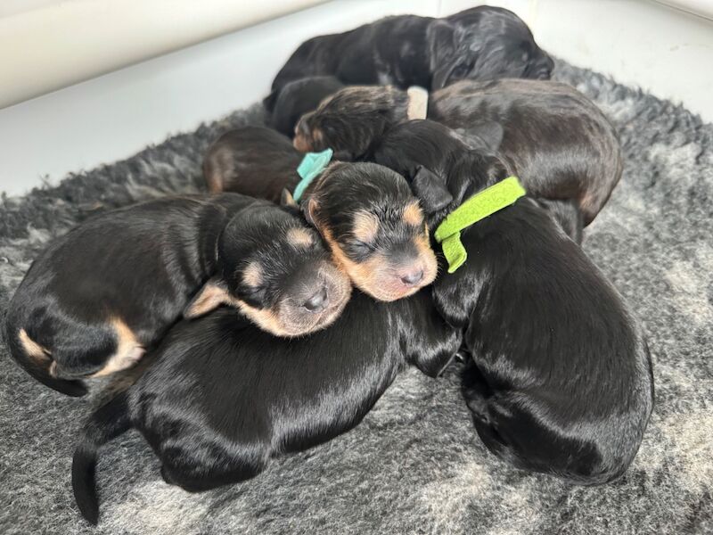 F1 cockapoo puppies - Image 5 of 5