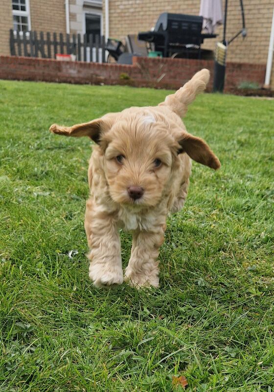 F1 Cockapoo Puppies for sale in Newmarket, Suffolk - Image 2