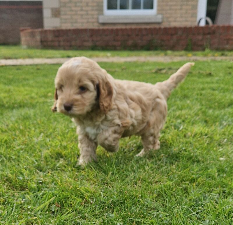 F1 Cockapoo Puppies for sale in Newmarket, Suffolk - Image 3