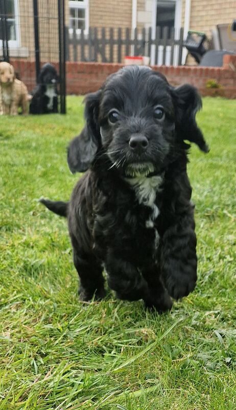 F1 Cockapoo Puppies for sale in Newmarket, Suffolk - Image 4