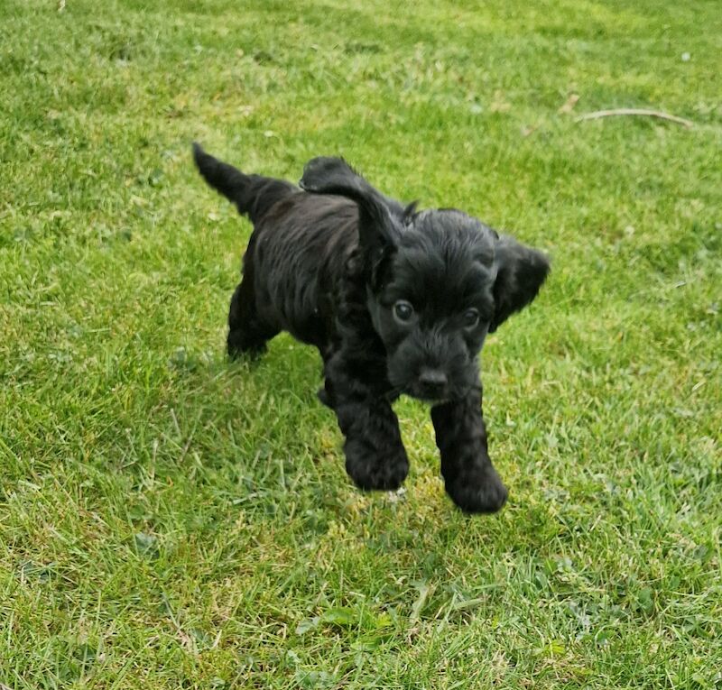 F1 Cockapoo Puppies for sale in Newmarket, Suffolk - Image 5