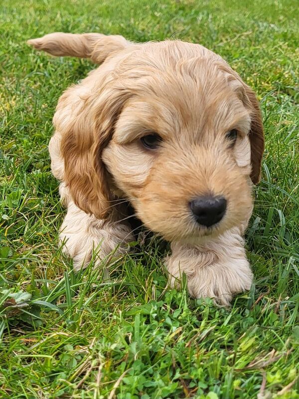 F1 Cockapoo Puppies for sale in Newmarket, Suffolk - Image 6