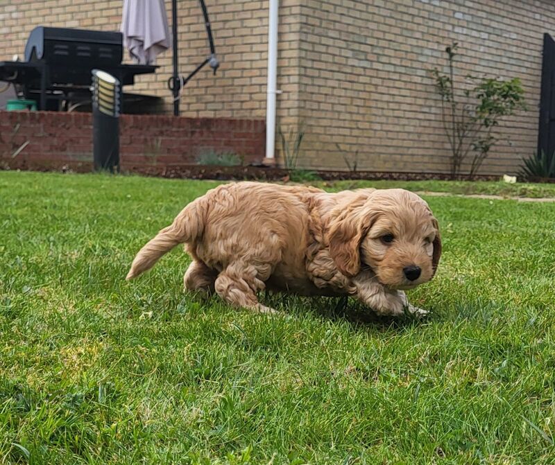 F1 Cockapoo Puppies for sale in Newmarket, Suffolk - Image 7