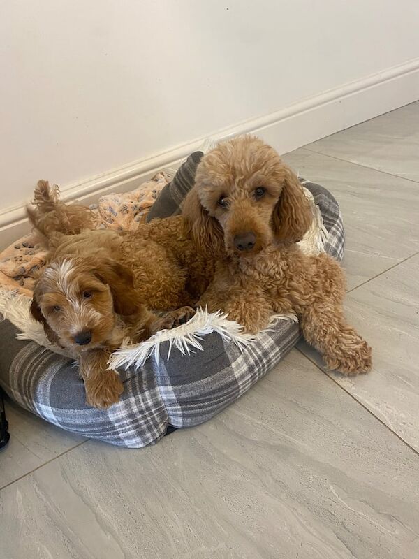 Cockapoo puppies for sale in Swansea / Abertawe, West Glamorgan – 10 weeks old