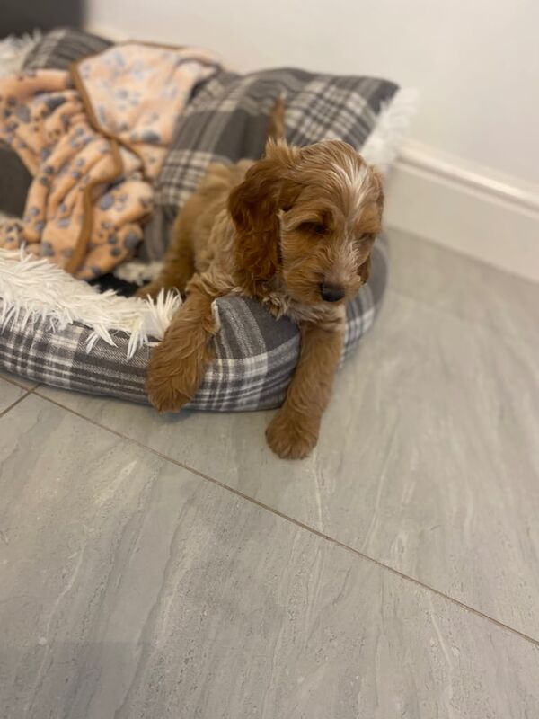 Cockapoo puppies for sale in Swansea / Abertawe, West Glamorgan – 10 weeks old - Image 2 of 3