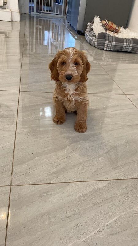 Cockapoo puppies for sale in Swansea / Abertawe, West Glamorgan – 10 weeks old - Image 3 of 3