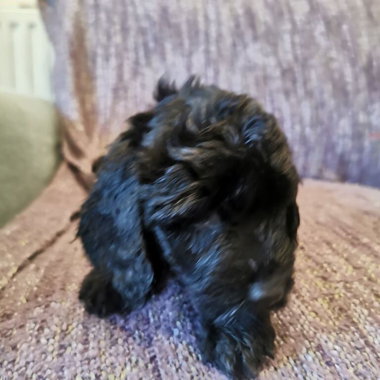Cockapoo puppies for sale in Poole, Dorset – 7 weeks old