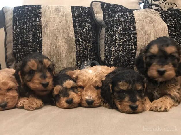 Cockapoo puppies for sale in Scunthorpe, Lincolnshire – 10 months old - Image 1 of 5