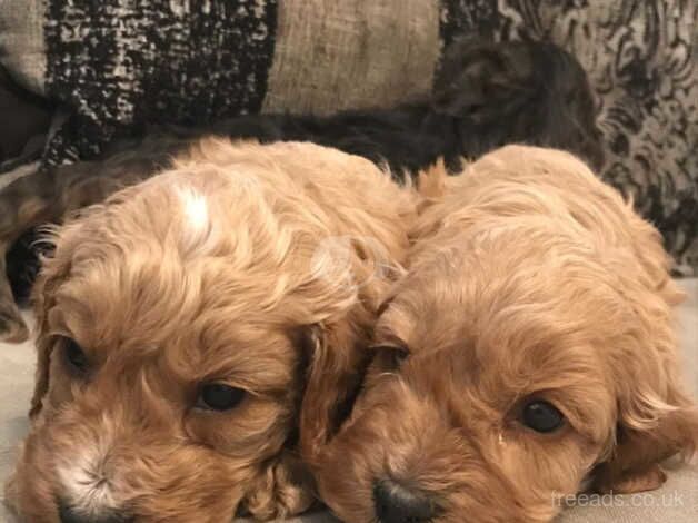 Cockapoo puppies for sale in Scunthorpe, Lincolnshire – 10 months old - Image 2 of 5