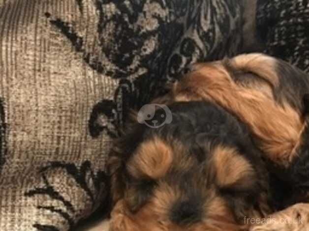 Cockapoo puppies for sale in Scunthorpe, Lincolnshire – 10 months old - Image 3 of 5